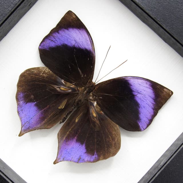 Rare purple Saturn butterfly framed taxidermy - Zeuxidia amethystus