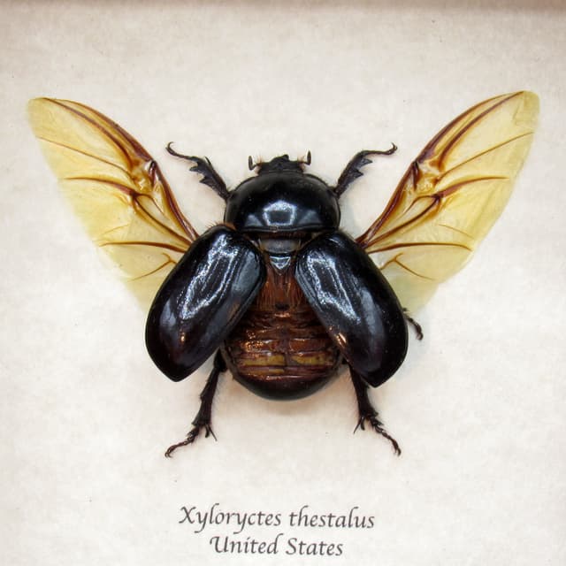Real North American Rhinoceros Beetle framed - Xyloryctes thestalus - female