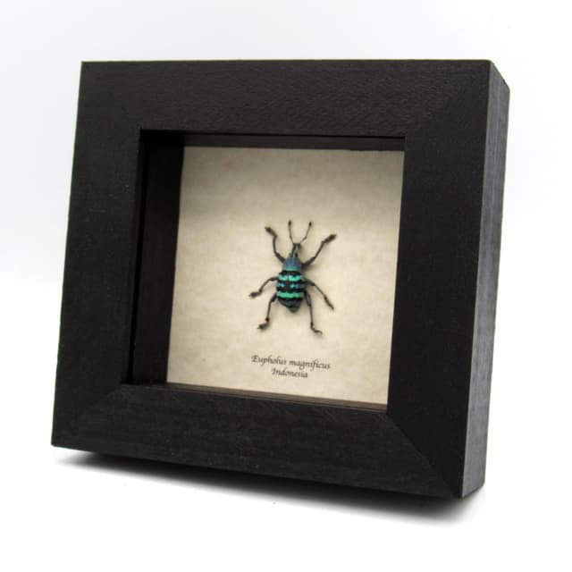 Real blue metallic weevil framed taxidermy - Eupholus magnificus
