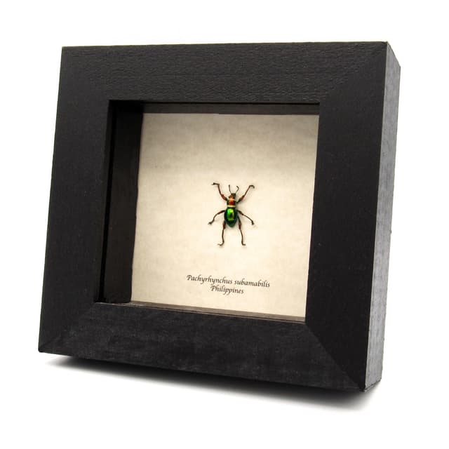WEEVIL MANIA!  Real metallic red and green Christmas weevil framed taxidermy - Pachyrhynchus subamabilis