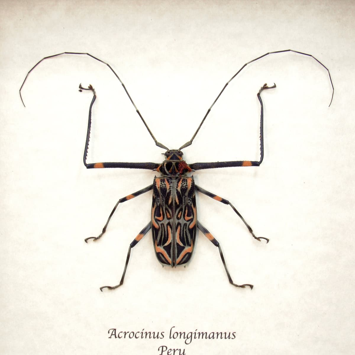 Real Harlequin beetle framed taxidermy - Acrocinus longimanus