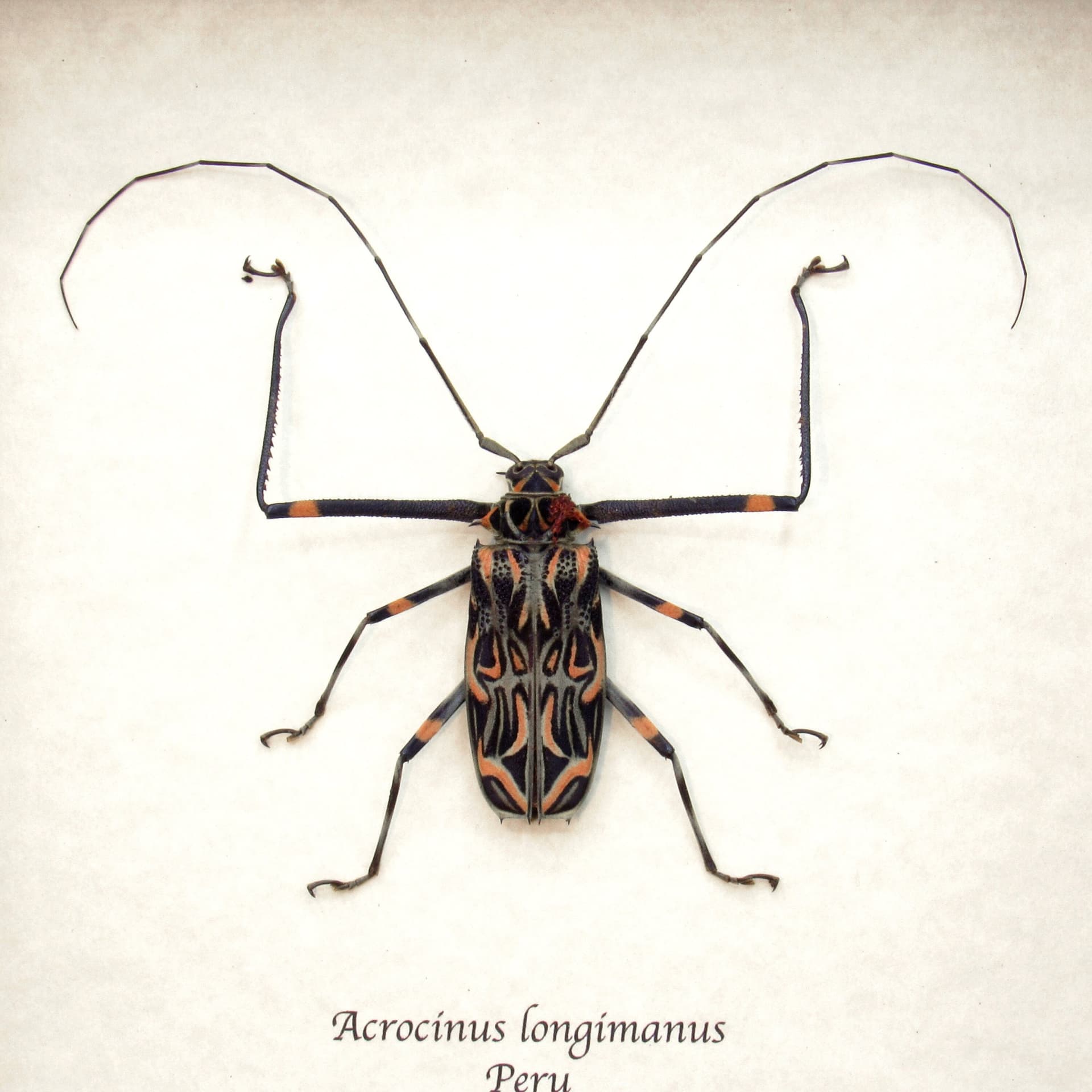 Real Harlequin beetle framed taxidermy - Acrocinus longimanus