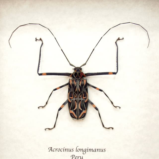 Real Harlequin beetle framed taxidermy - Acrocinus longimanus