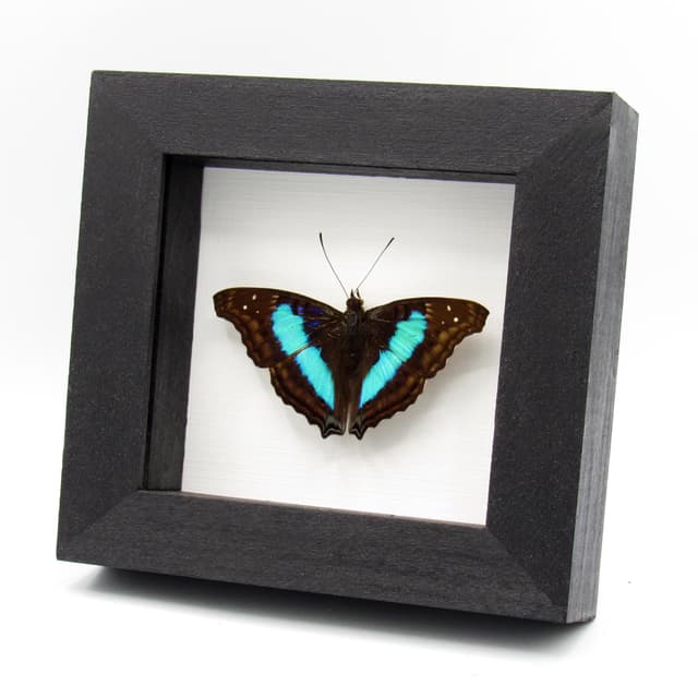 Real Turquoise Emperor butterfly framed taxidermy - Doxocopa cherubina - Victorian mount