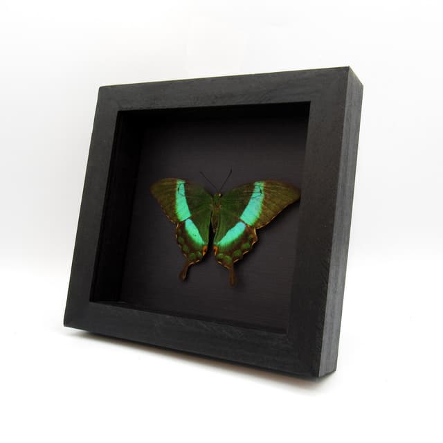 Real Emerald Swallowtail framed taxidermy - Papilio palinarus daedalus - Victorian mount - Large female