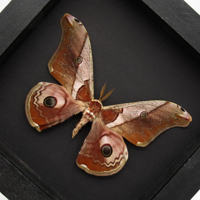 Real Giant pink Saturn moth framed taxidermy - Caligula simla