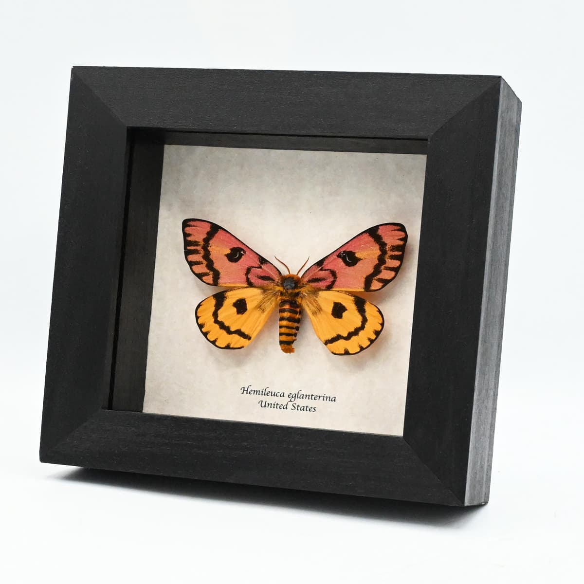 Real rare pink Western Sheep moth framed taxidermy - Hemileuca eglantarina - XL female