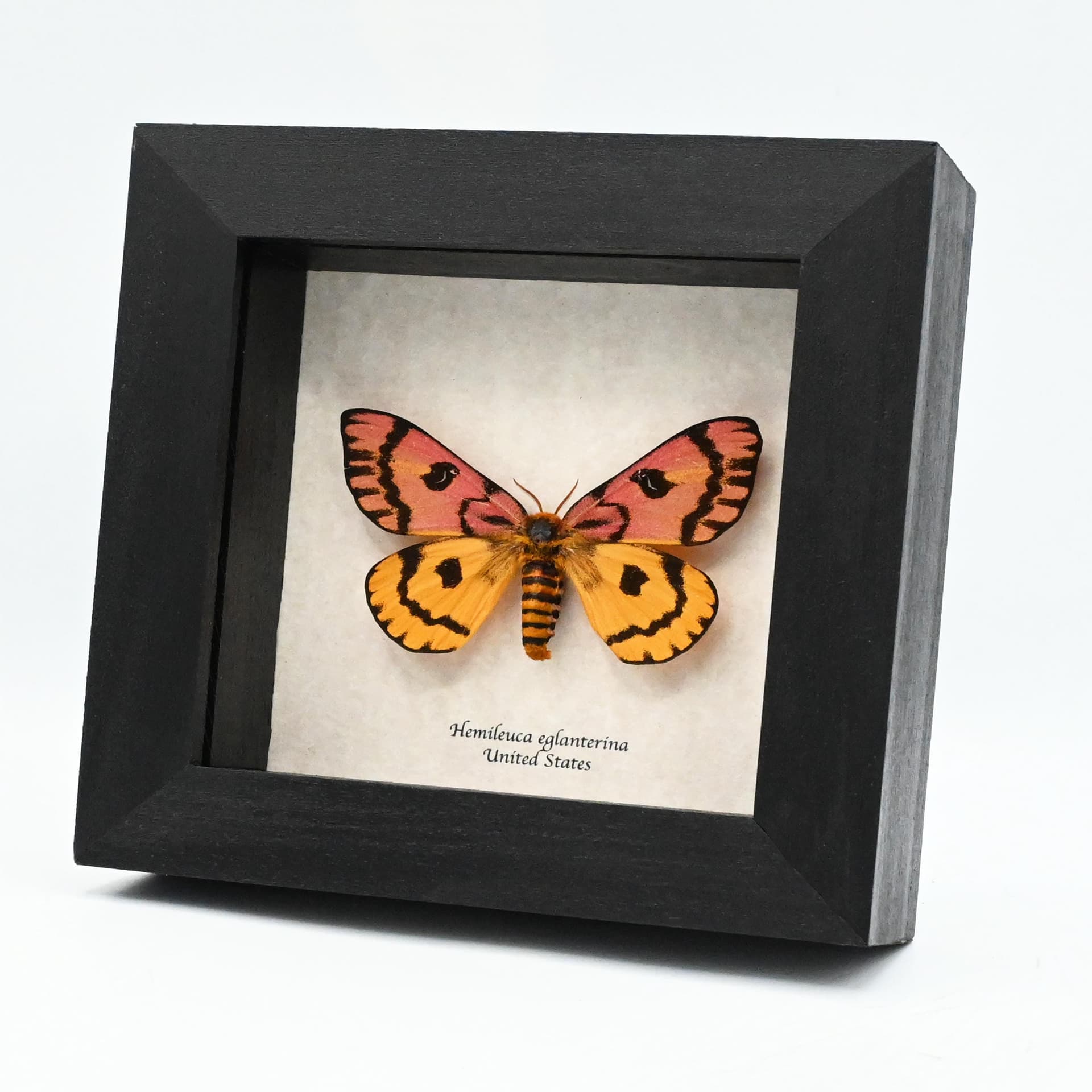 Real rare pink Western Sheep moth framed taxidermy - Hemileuca eglantarina - XL female