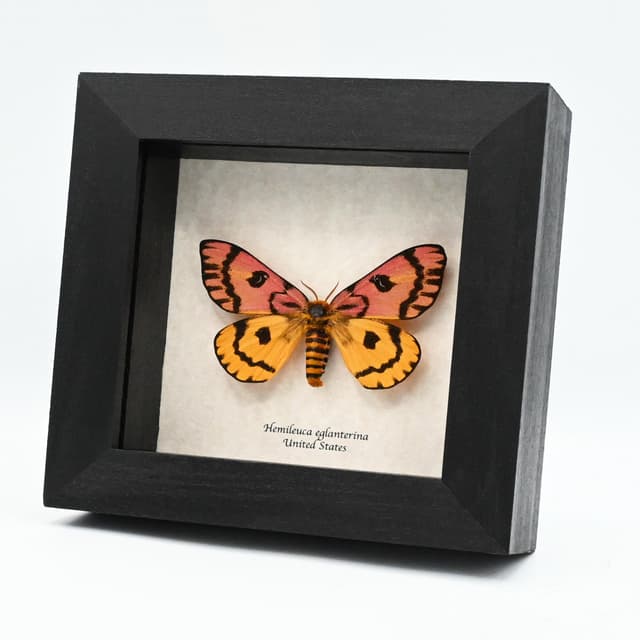 Real rare pink Western Sheep moth framed taxidermy - Hemileuca eglantarina - XL female