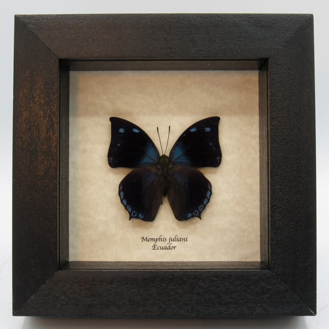 Real butterfly framed taxidermy - Memphis juliani