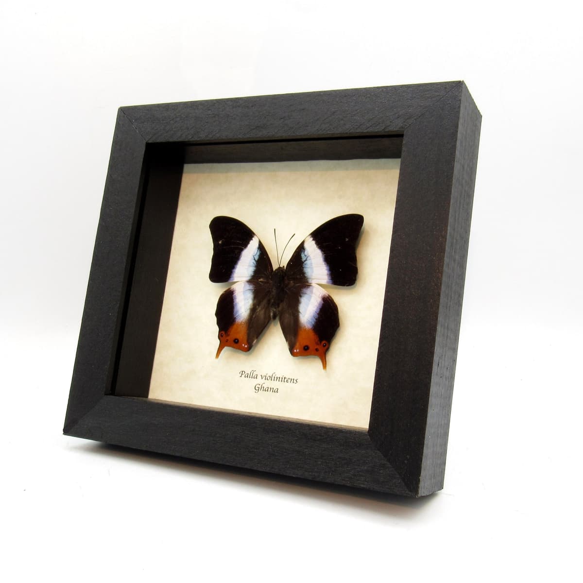 Real Violet Banded Palla butterfly framed taxidermy - Palla violinitens