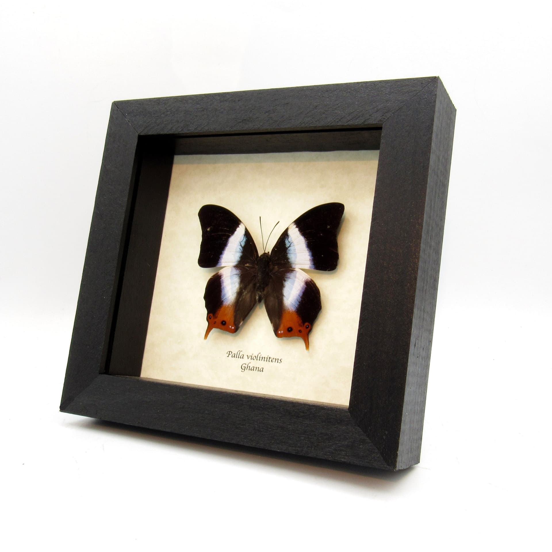 Real Violet Banded Palla butterfly framed taxidermy - Palla violinitens