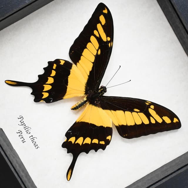 Real Giant swallowtail butterfly framed taxidermy - Papilio thoas