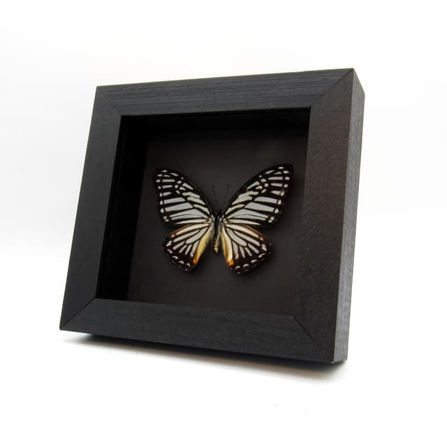 Real Great Zebra butterfly framed taxidermy - Graphium xenocles