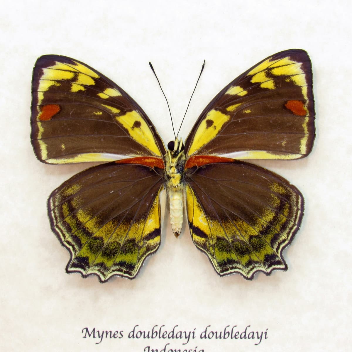 Rare yellow butterfly framed taxidermy - Mynes doubledayi doubledayi - female