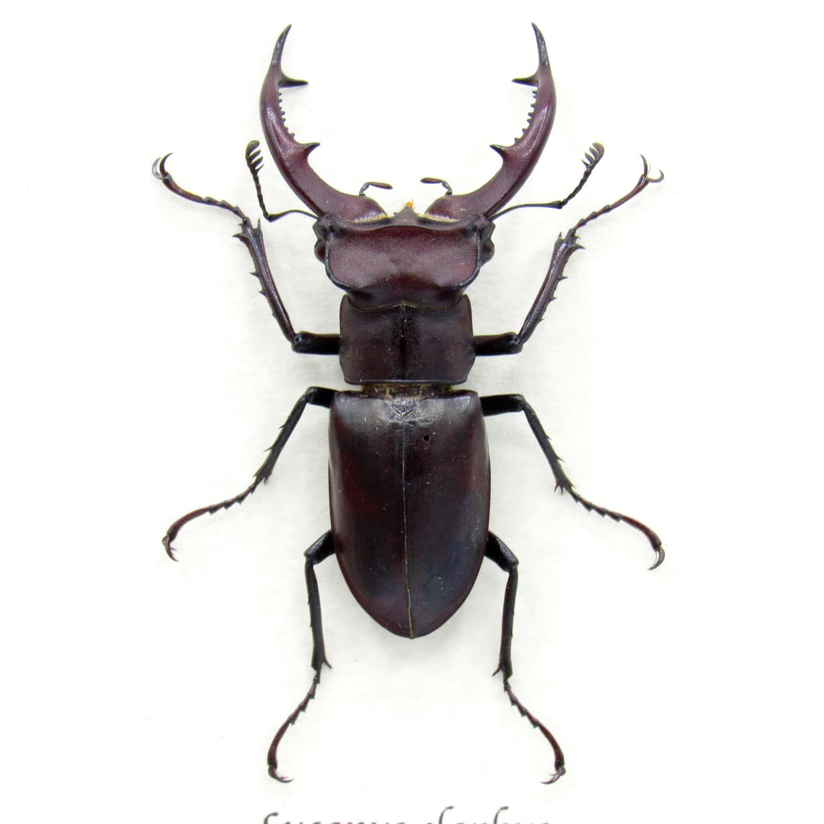 Rare American Giant Stag beetle framed specimen - Lucanus elaphus - medium/large