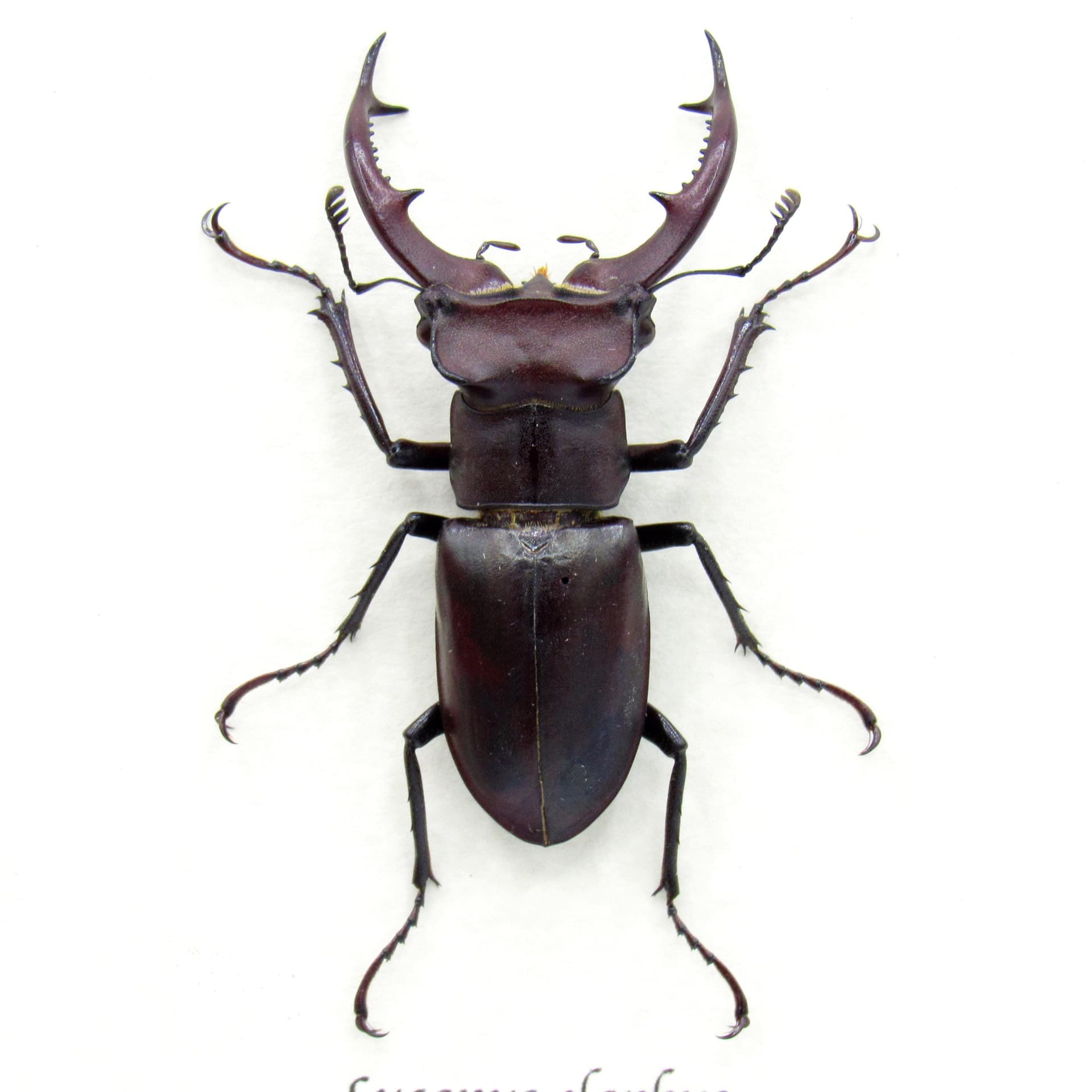 Rare American Giant Stag beetle framed specimen - Lucanus elaphus - medium/large