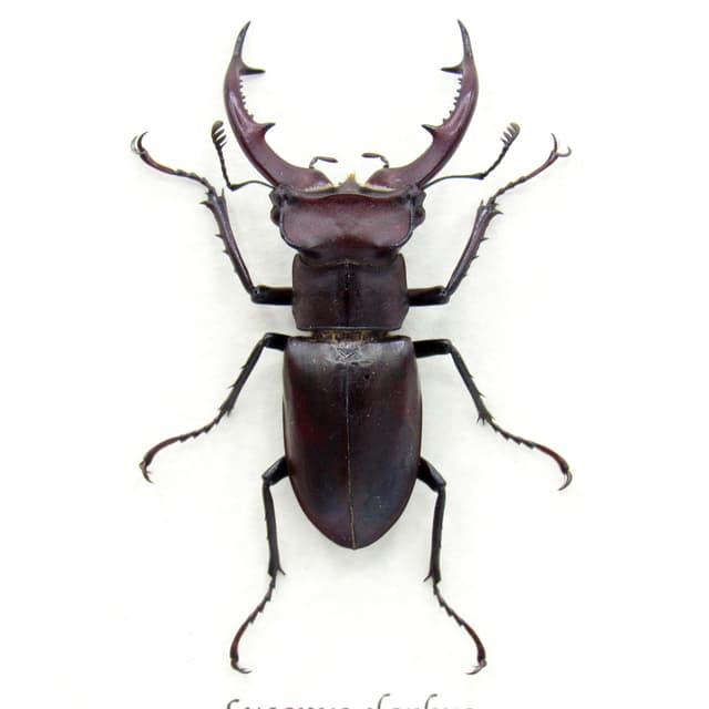 Rare American Giant Stag beetle framed specimen - Lucanus elaphus - medium/large