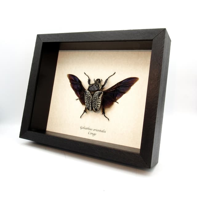 Real Giant Flower Beetle framed taxidermy - Goliathus orientalis - female