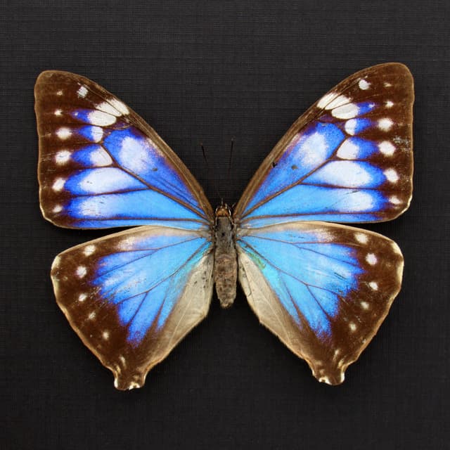 Rare blue Morpho butterfly framed taxidermy - Morpho Aega - female