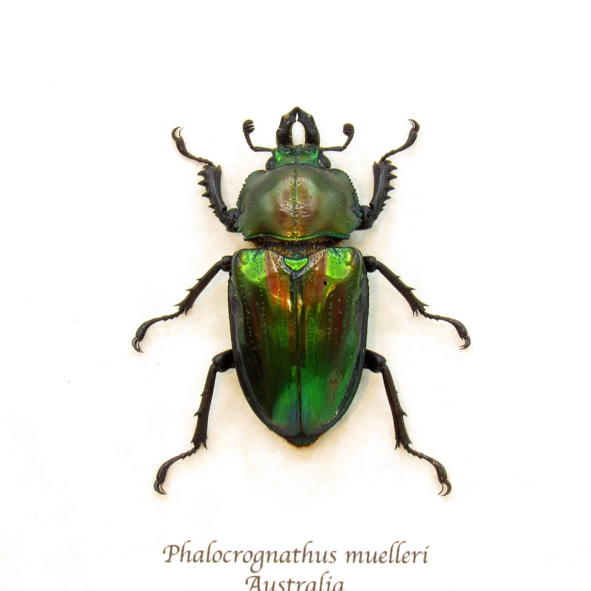 Rare Rainbow Stag beetle framed taxidermy - Phalacrognathus muelleri - female