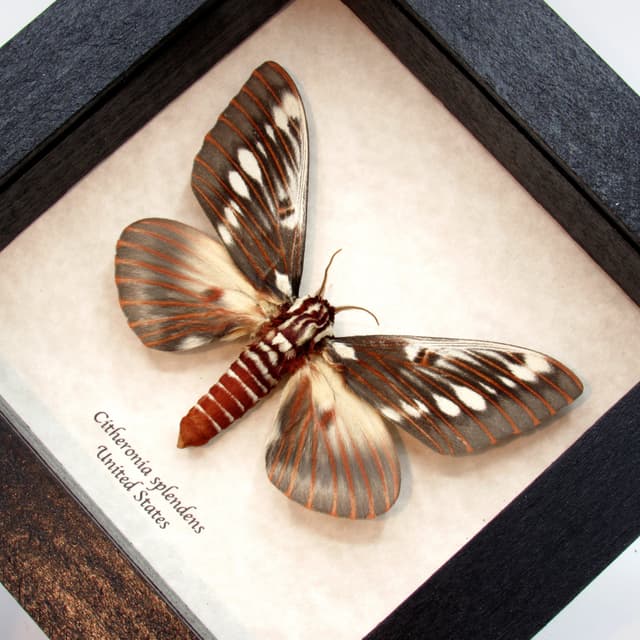 Real Splendid Royal moth framed taxidermy - Citheronia splendens
