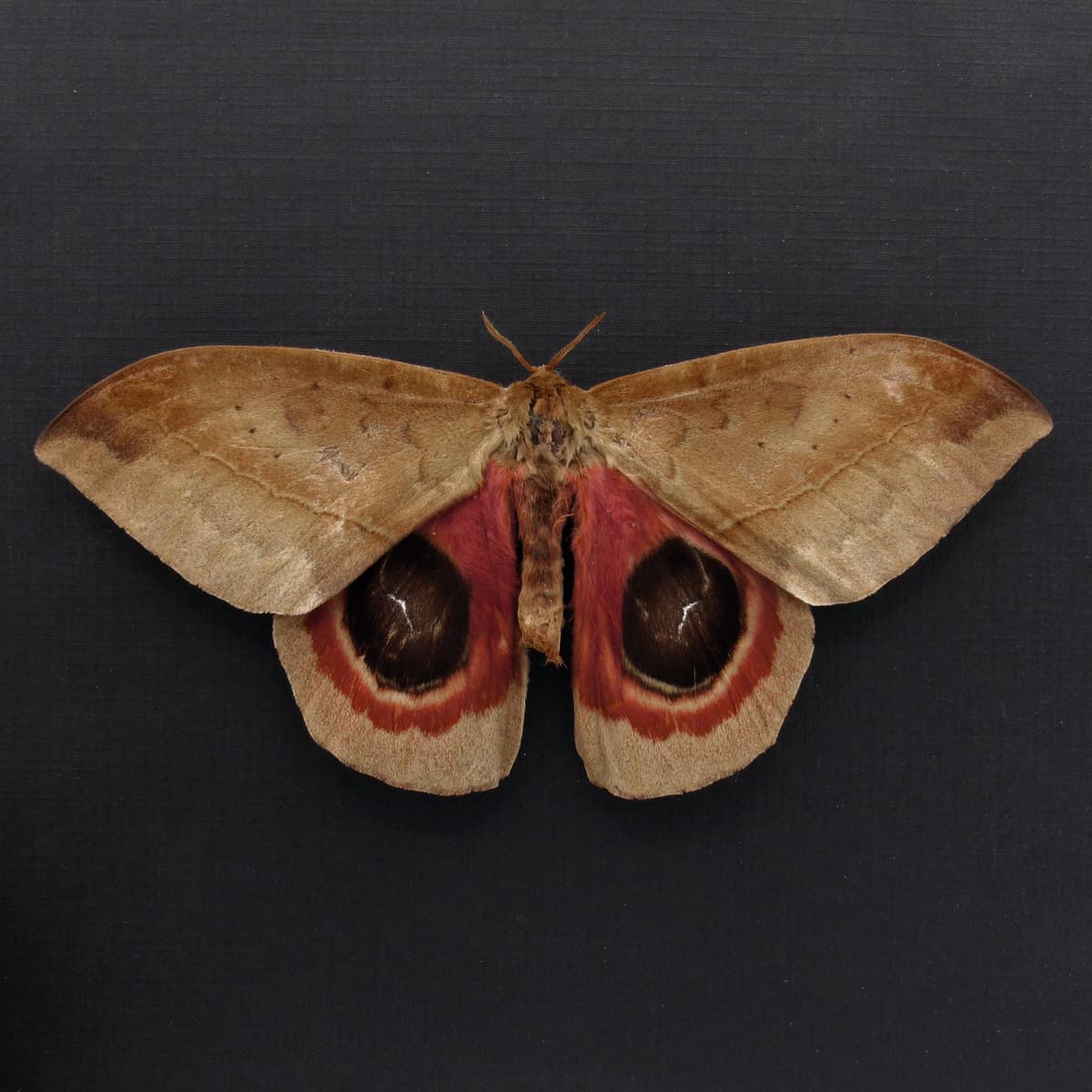 Real Giant Saturn moth framed taxidermy - Automeris metzli - Victorian mount
