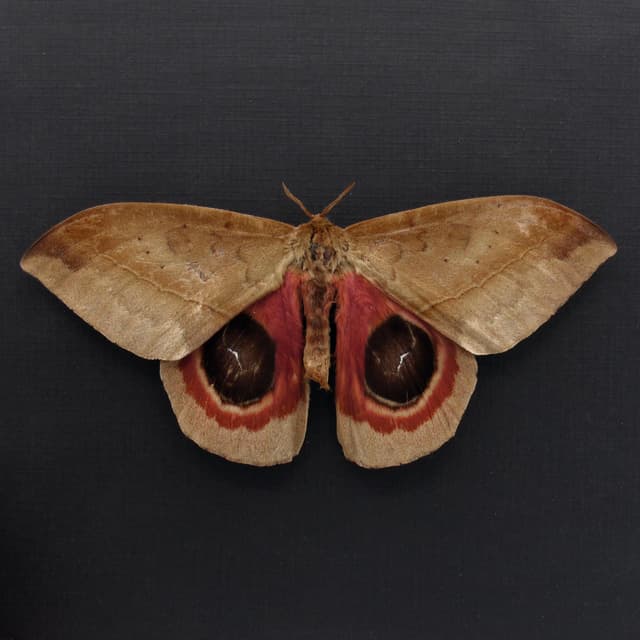 Real Giant Saturn moth framed taxidermy - Automeris metzli - Victorian mount