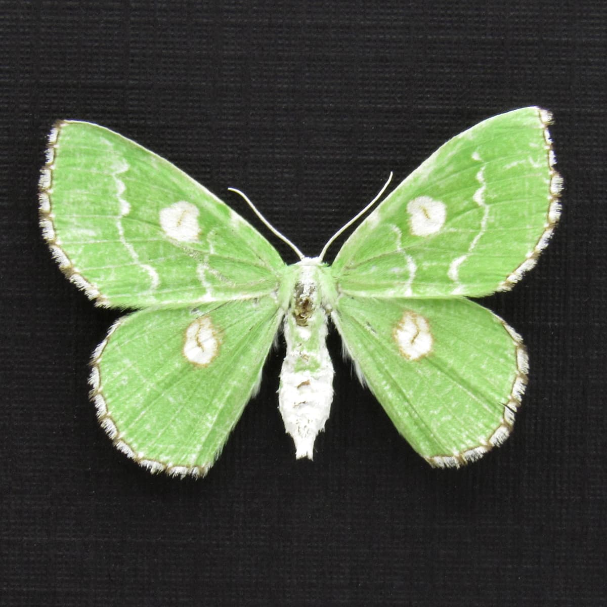 Real tiny green Geometer moth framed taxidermy - Thetidia albocostaria