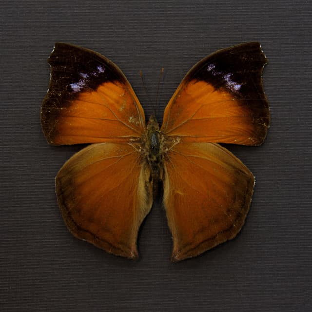 Real framed taxidermy butterfly - Salamis anteva
