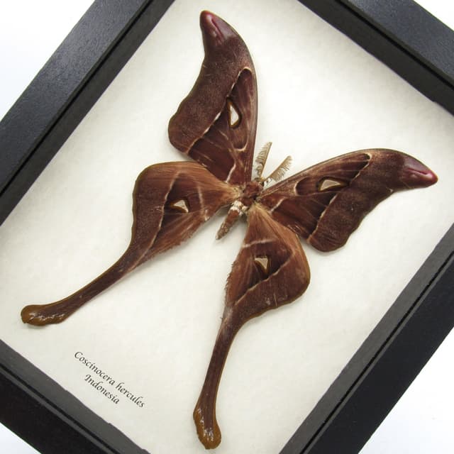 Rare Giant Hercules Atlas moth framed taxidermy - Coscinocera hercules