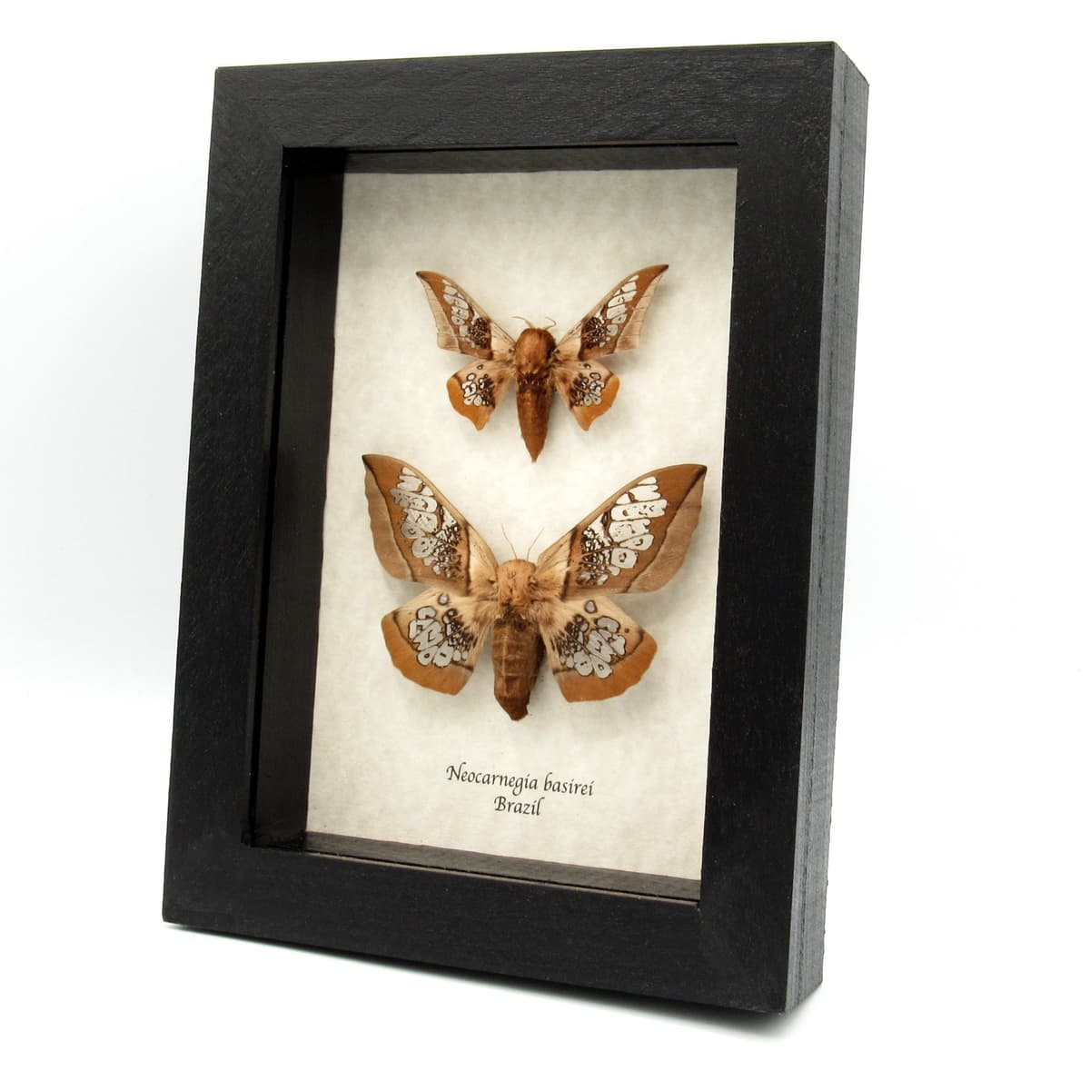 Rare Clear Wing Saturn moths framed taxidermy - Neocarnegia basirei - male and female pair