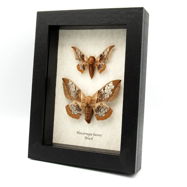 Rare Clear Wing Saturn moths framed taxidermy - Neocarnegia basirei - male and female pair