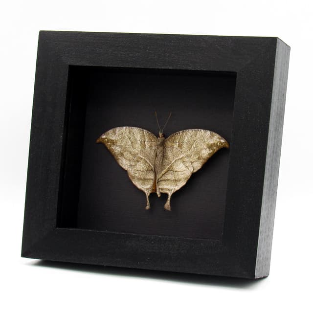 Rare bronze butterfly framed - Consul electra - female - Victorian mount