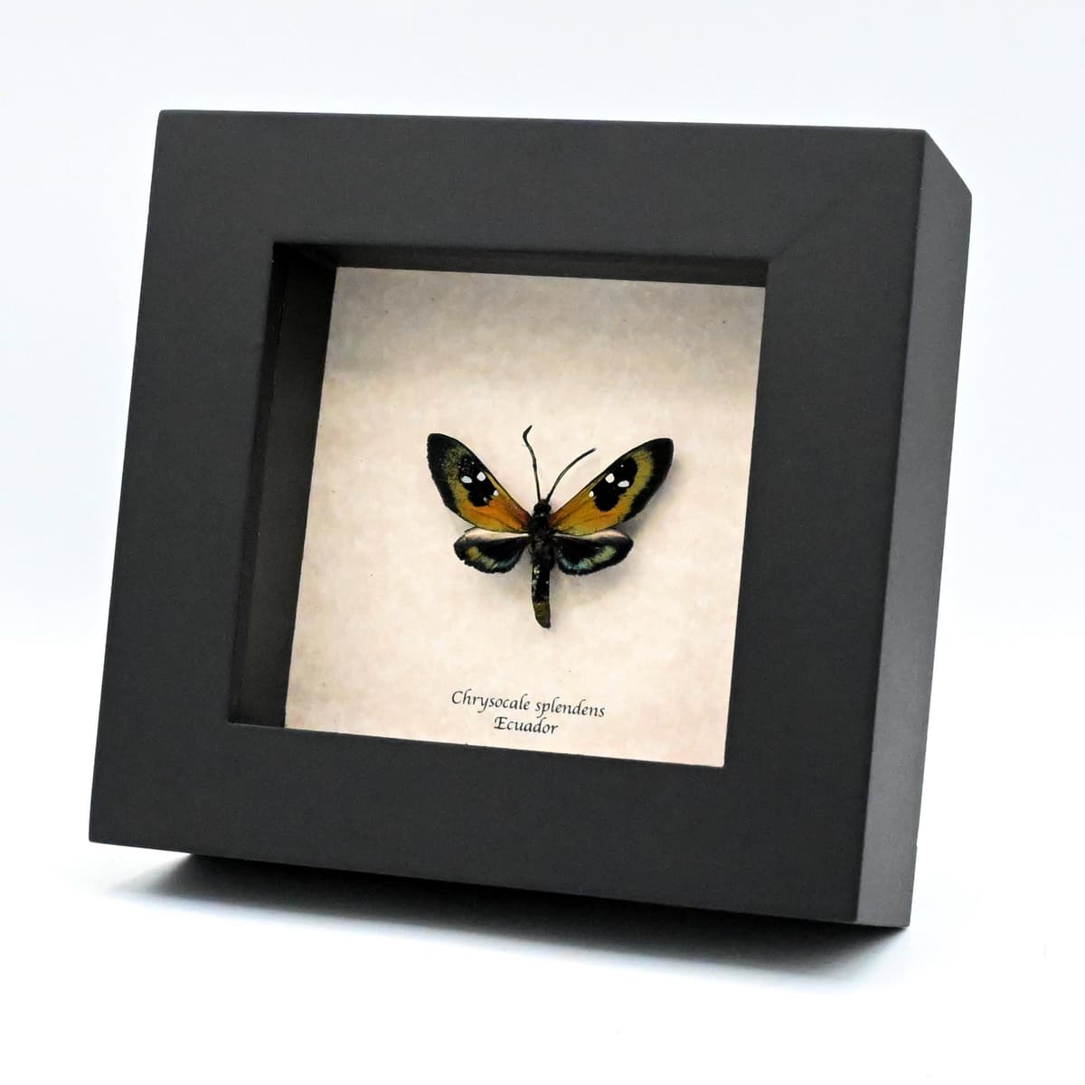 Rare metallic green Princely tiger moth framed taxidermy - Chrysocale splendens