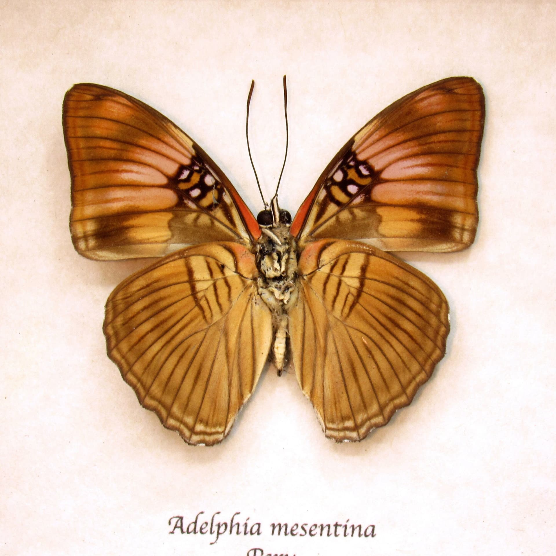 Real Mesentina Sister butterfly framed taxidermy - Adelphia mesentina