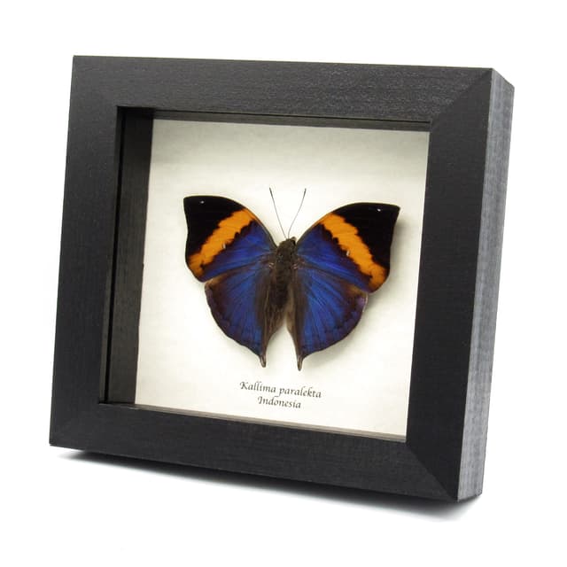 Rare Blue Indian Leafwing butterfly taxidermy - Kallima paralekta