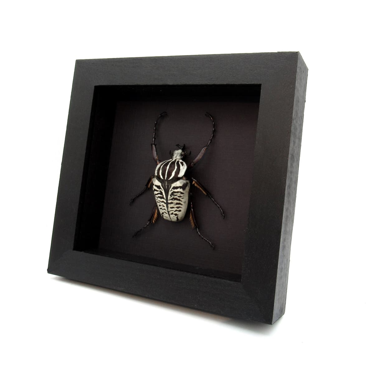 Real large flower beetle framed taxidermy - Goliathus albosignatus kirkianus