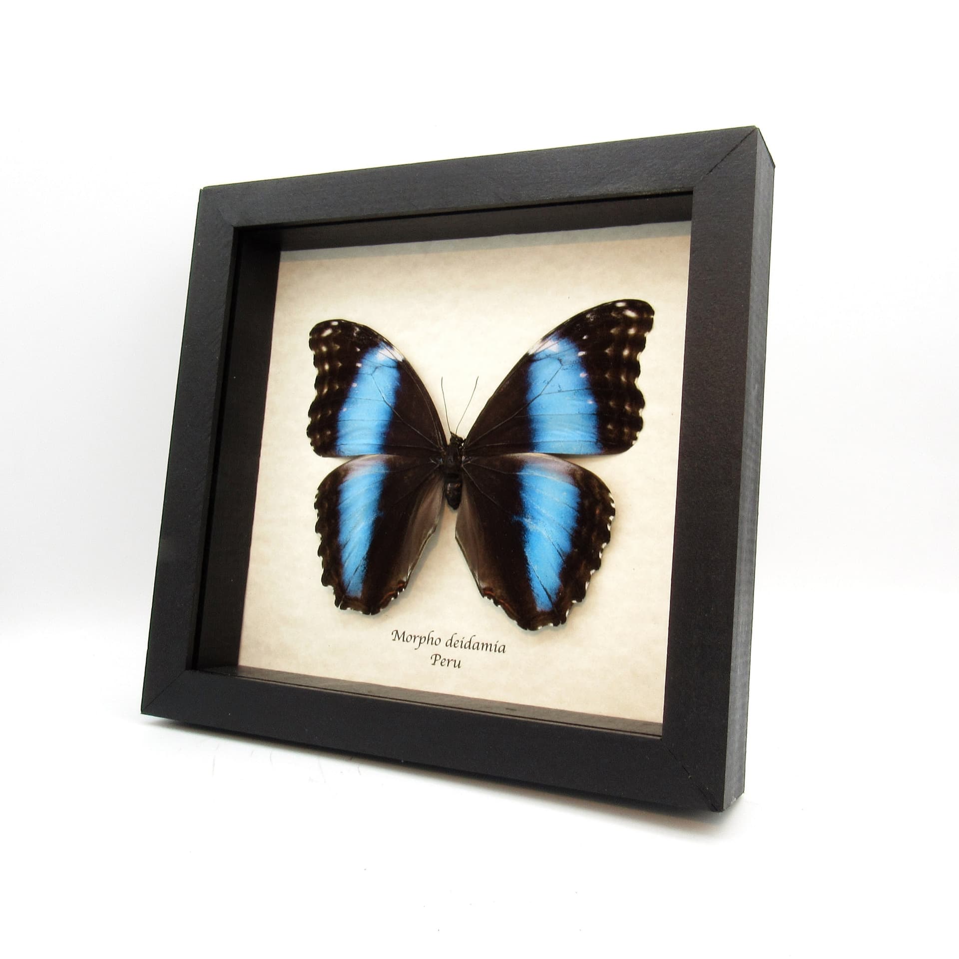 Real XL metallic blue butterfly framed taxidermy - Morpho deidamia - female