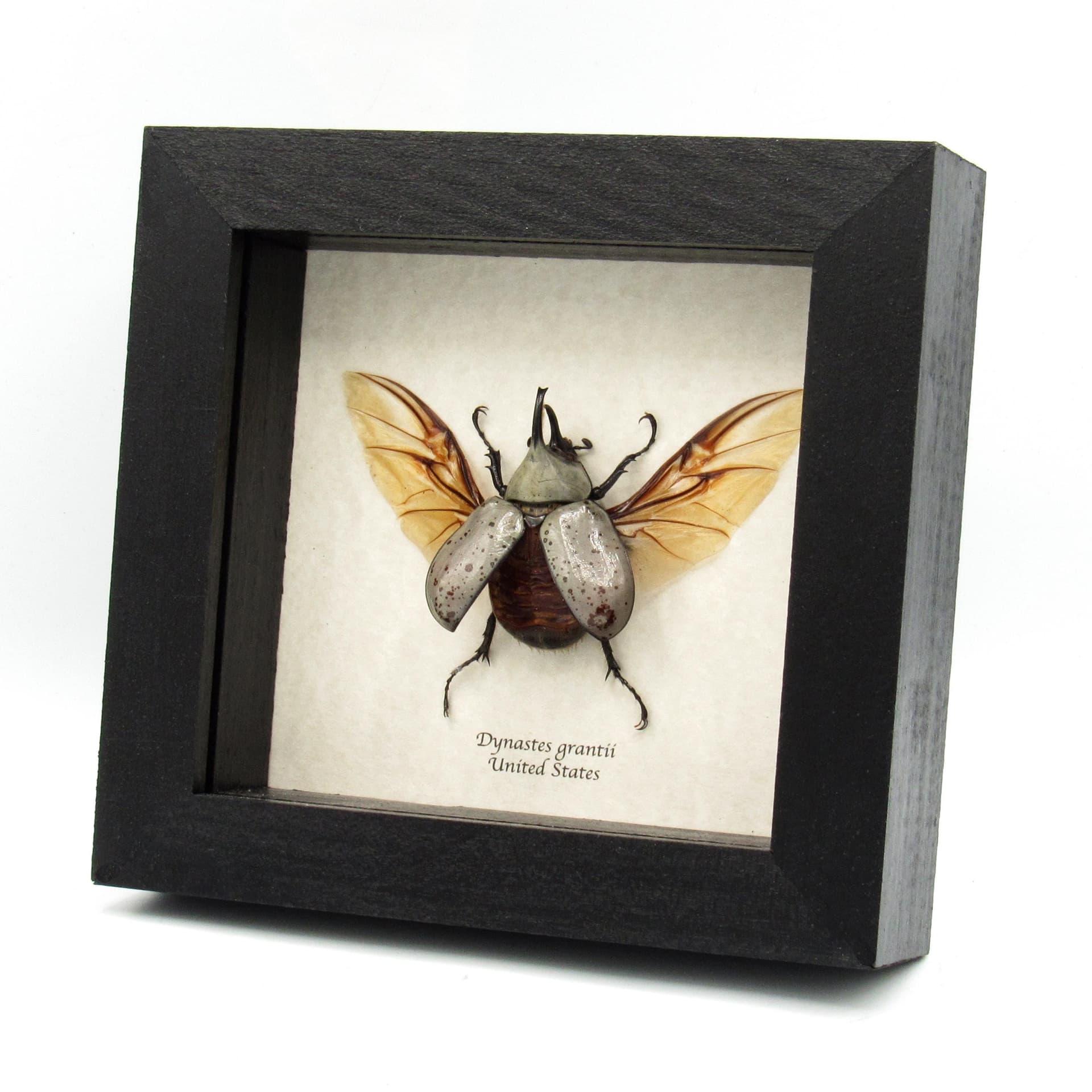 Real Western Hercules beetle framed taxidermy - Dynastes grantii - medium size