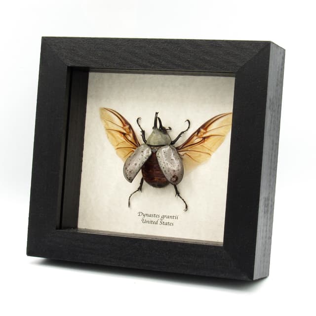 Real Western Hercules beetle framed taxidermy - Dynastes grantii - medium size