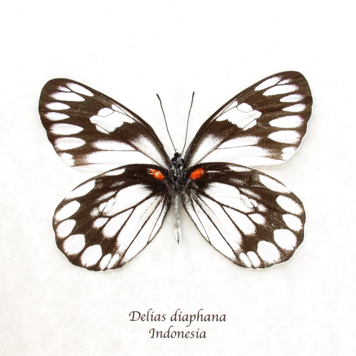 Real black and white Delias butterfly framed taxidermy - Delias diaphana