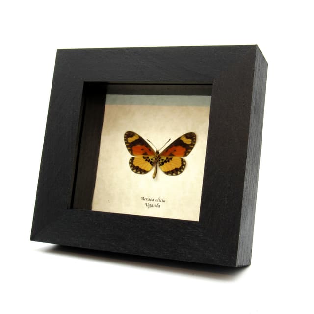 Real African butterfly framed taxidermy - Acraea alicia