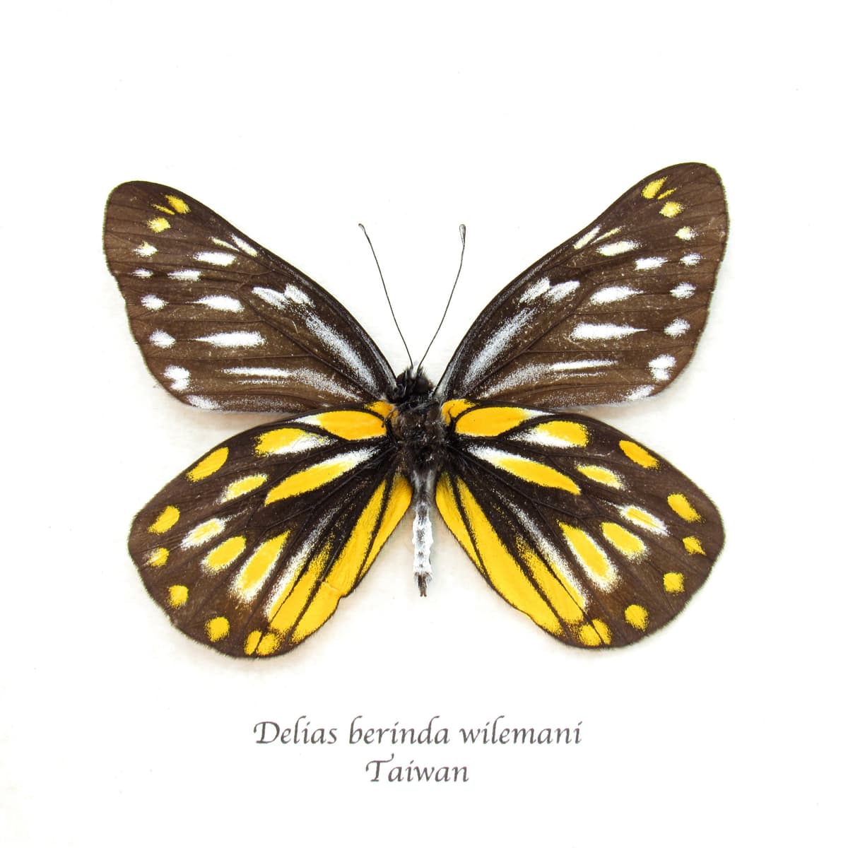 Real Dark Jezebel butterfly framed taxidermy - Delias berinda wilemani
