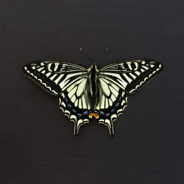 Real Swallowtail butterfly framed taxidermy - Papilio xuthus - Victorian mount