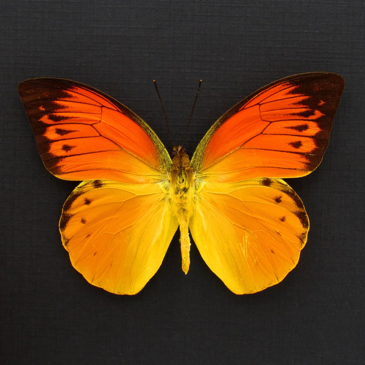 Very rare neon orange butterfly framed specimen - Hebomoia leucippe detanii
