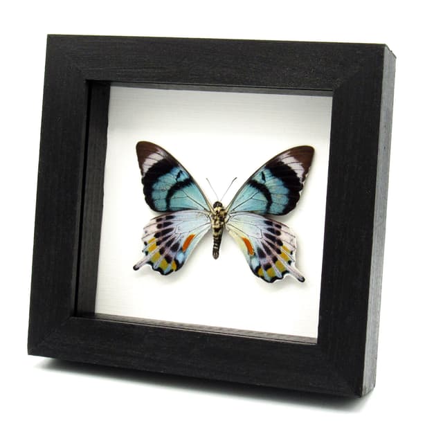 Very rare moth mimic Swallowtail butterfly framed taxidermy - Papilio laglaizei