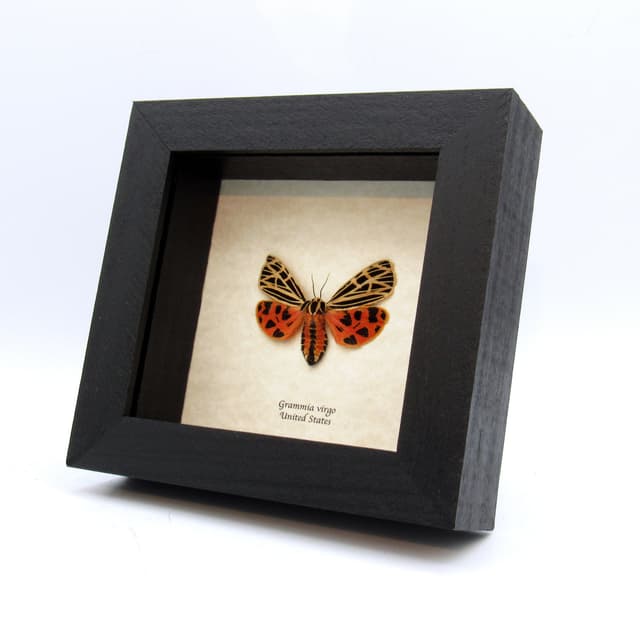Rare female Virgin Tiger moth framed taxidermy - Grammia virgo