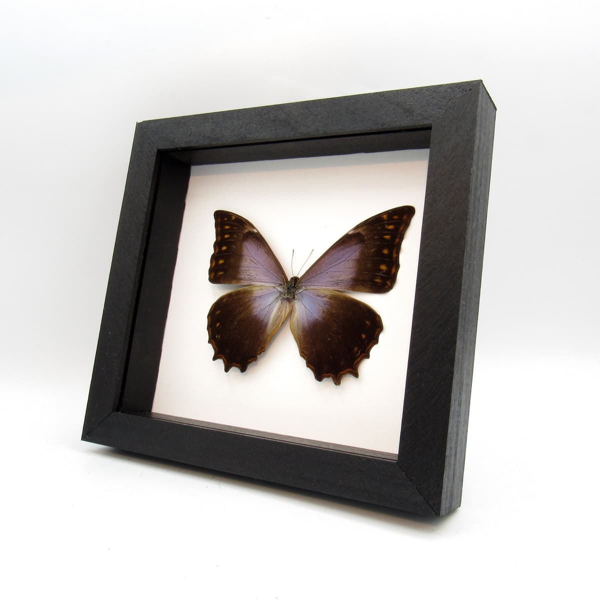 Rare purple Morpho butterfly framed taxidermy - Morpho theseus schweizeri