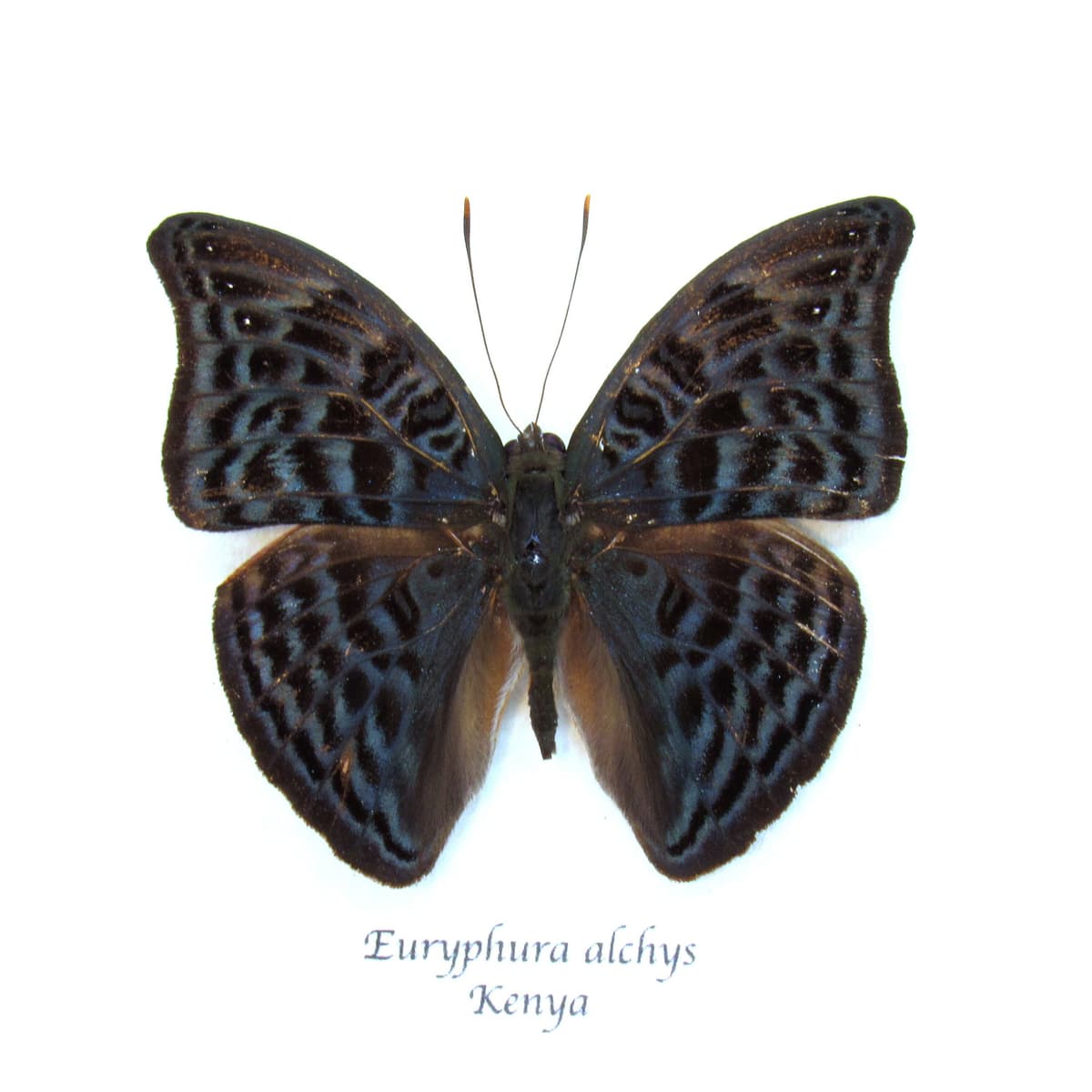 Real Mottled Green Nymph butterfly framed taxidermy - Euryphura alchys